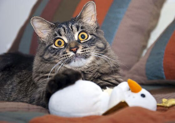 九游登录入口-亚洲杯中国足球战平 球迷鼓励继续前行,亚洲杯足球中国队赛程表