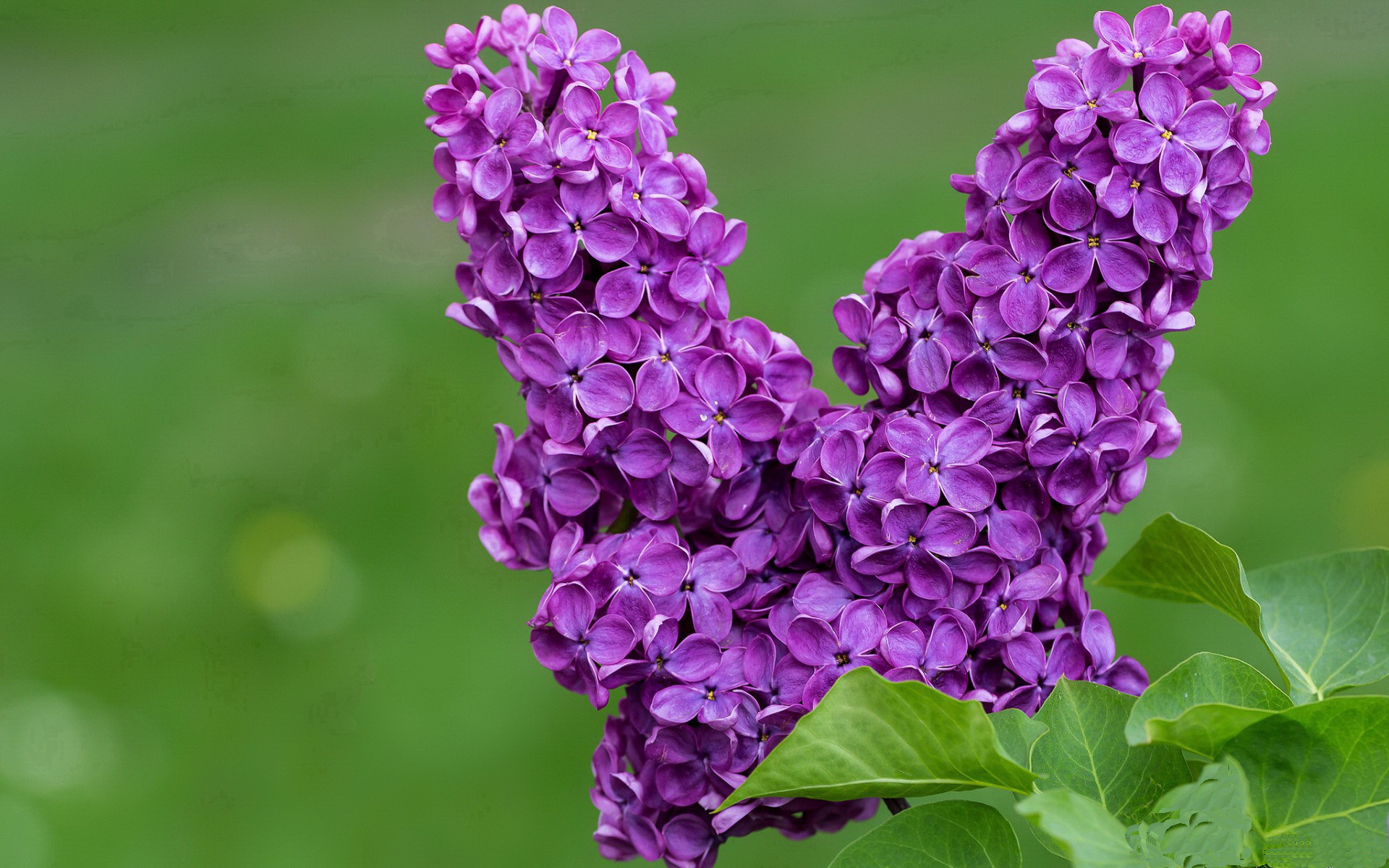 九游登录入口-印度乒乓赛制的全新布局与挑战，印度乒乓赛制的全新布局与挑战是什么