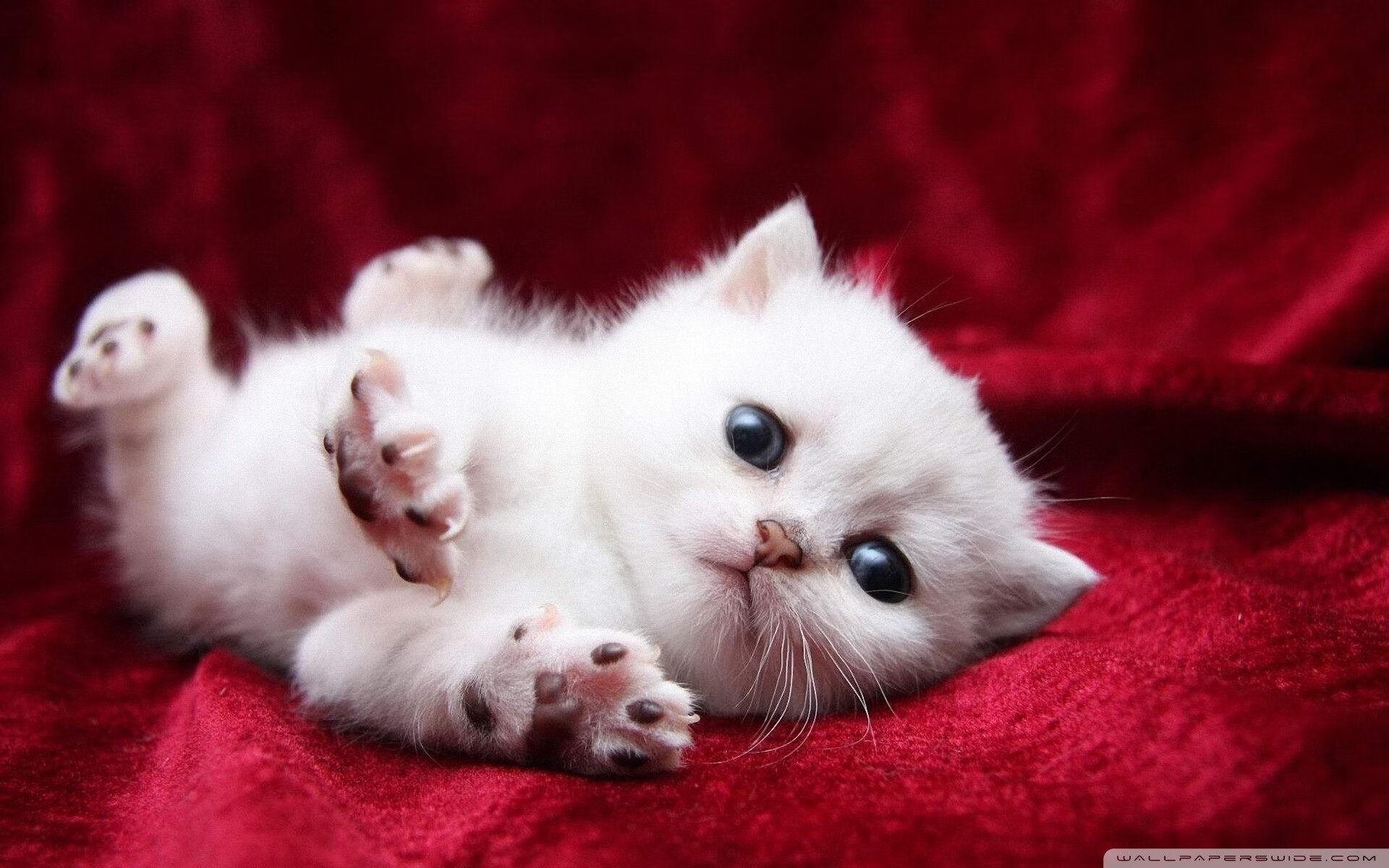 九游网页版官网-埃及队未来规划:通过跨界合作拓展乒乓影响力,埃及队员