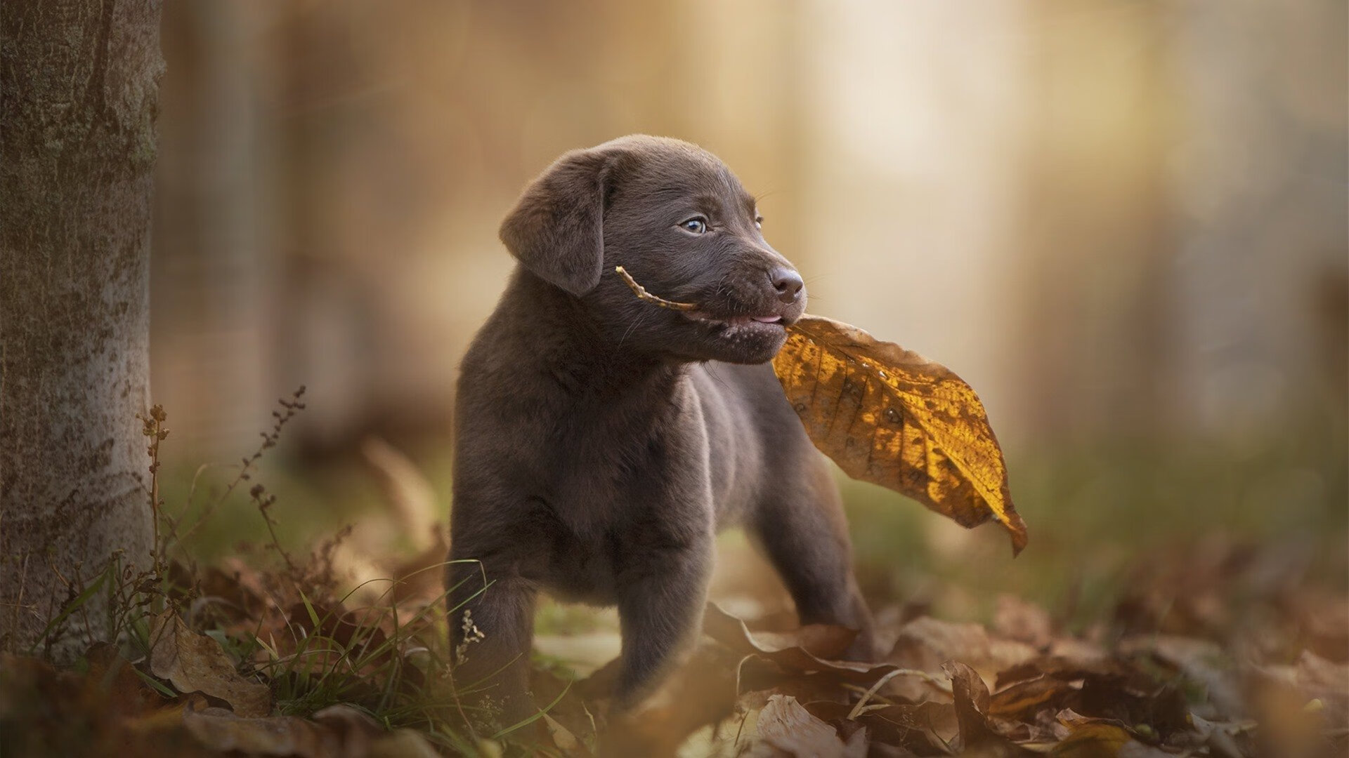 JIUYOU.COM-职业球队心理辅导机制为何薄弱