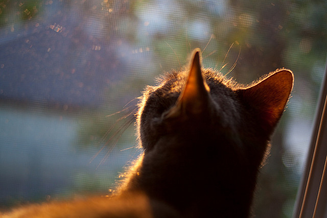 九游下载安装-中国女排拼尽全力艰难取胜女排世界杯,中国女排世界比赛