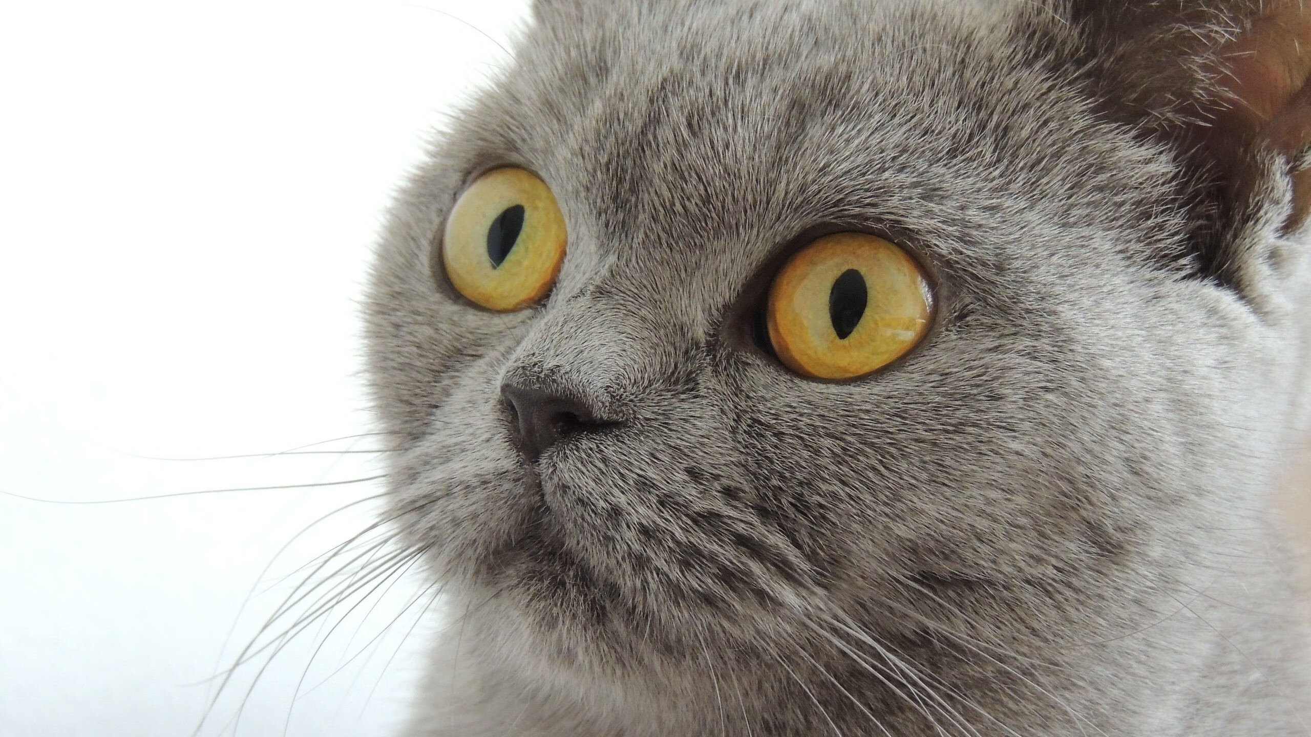 九游(jiuyou)官方网站-中小学篮球对抗赛落幕冠军队表现出色备受高校关注，2020小学篮球比赛