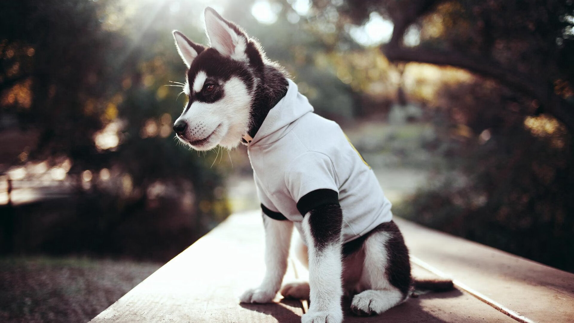 九游娱乐中心-凯尔特人训练细节曝光主帅亲自讲解，凯尔特人rondo