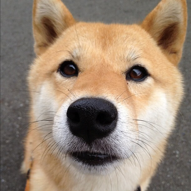 -塞尔维亚男篮在欧洲预赛中奋勇追击，目标更高更远！，塞尔维亚男篮比赛视频