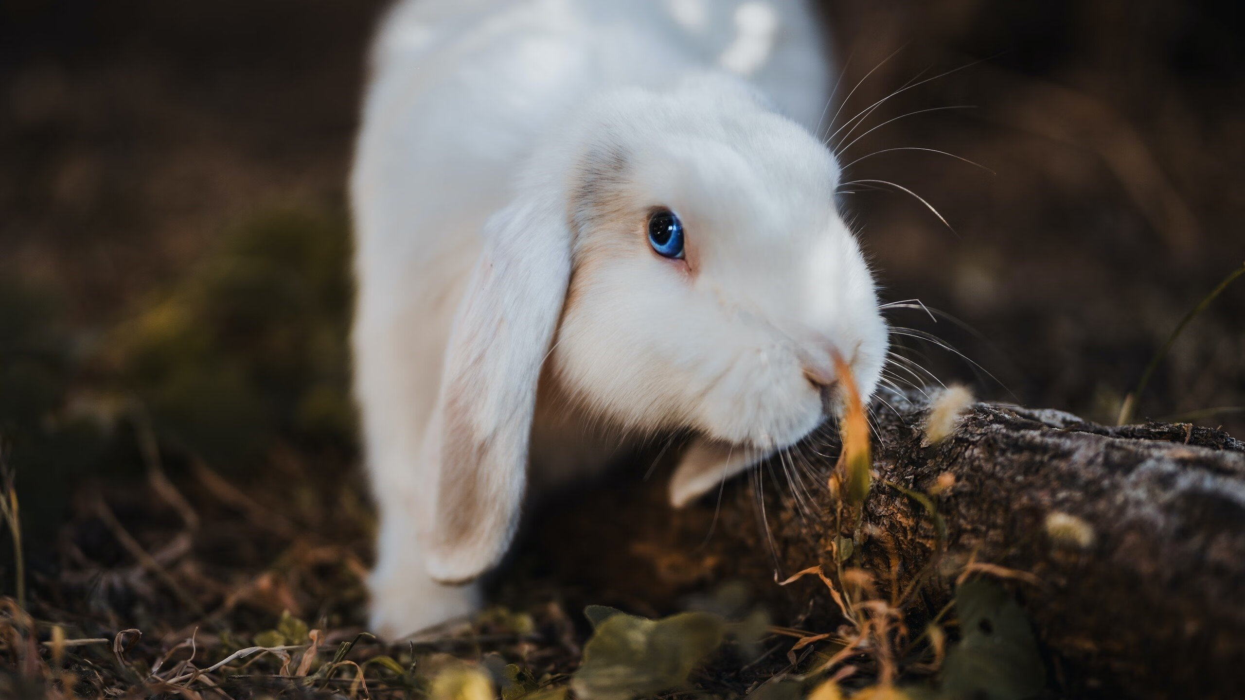 九游用户空间-新闻中心发布体育心理健康发展指导意见,体育健康心理学